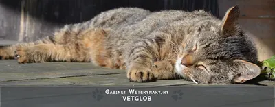 Vetglob Gabinet Weterynaryjny